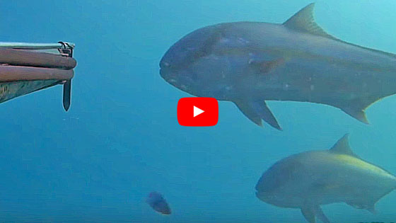 Video Pesca Sub: una Coppia di Grosse Ricciole all'Aspetto - Apnea Magazine