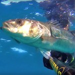 Video Pescasub: la Grossa Spigola Curiosa