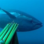 Video Pescasub: Il Grande Tonno all’Aspetto (104 kg)